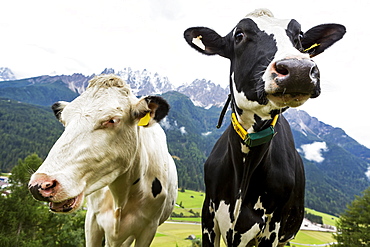 Close-up of two diary cows in an alpine meadow with snow-capped mountains in the background, San Candido, Bolzano, Italy