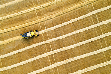 Aerial artistic view directly above a combine collecting lines of grain, Beiseker, Alberta, Canada