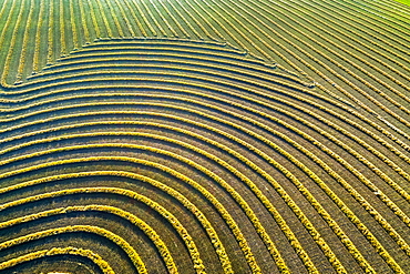 Aerial views of canola harvest lines glowing at sunset, Blackie, Alberta, Canada