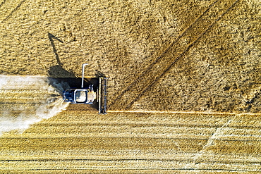 View from directly above of a combine cutting a barley field, Blackie, Alberta, Canada