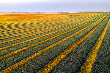 Aerial views of canola harvest lines glowing at sunset, Blackie, Alberta, Canada