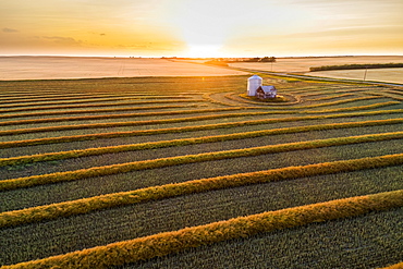 Aerial views of canola harvest lines glowing at sunset, Blackie, Alberta, Canada