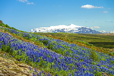 Lupins in bloom on hillside, Geysir, Iceland