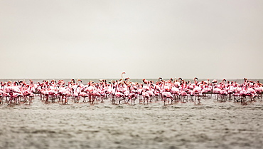 A large flock of flamingos standing in the shallow water of Walvis Bay, Sossusvlei, Hardap Region, Namibia