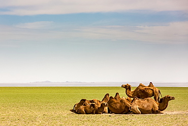 Camels on the Gobi Desert, Ulaanbaatar, Ulaanbattar, Mongolia