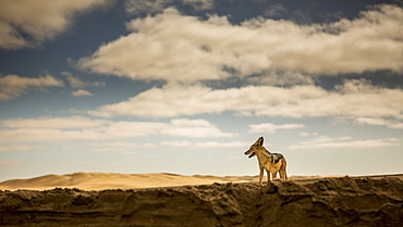 Black-Backed Jackal (Canis mesomelas) in the desert of Namibia, Swakopmund, Erongo Region, Namibia