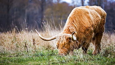 Highland Cow grazing in a grass field, Aldergrove, British Columbia, Canada