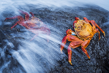 Two Sally Lightfoot crabs (Grapsus grapsus) splashed by wave, Galapagos Islands, Ecuador