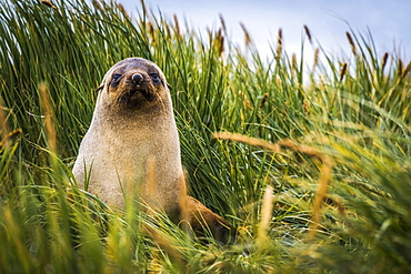 Antarctic fur Seal (Arctocephalus gazella) sitting in tussock grass, Antarctica