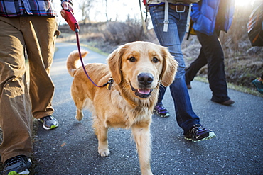 People walking on a trail with a dog, Anchorage, Alaska, United States of America