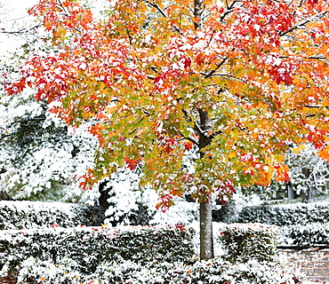 A dusting of snow over hedges and shrubs, and covering a maple tree in autumn colours, Surrey, British Columbia, Canada