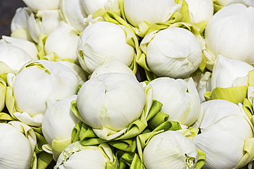 Lotus flowers, Phnom Penh, Cambodia