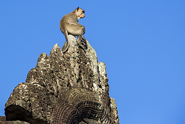 Monkey atop the ruins, Angkor Wat, Siem Reap, Cambodia