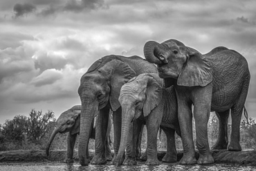 African Bush Elephants (Loxodonta africana) standing by water, Ethiopia