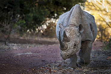 Black Rhinoceros (Diceros bicornis), Ethiopia