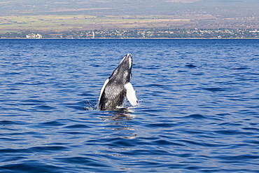 A newborn Humpback Whale (Megaptera novaeangliae) breaches, Maui, Hawaii, United States of America