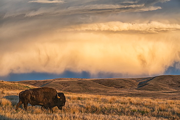 Bison (bison bison) grazing at sunset, Grasslands National Park, Saskatchewan, Canada