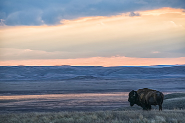 Bison (bison bison) grazing at sunset, Grasslands National Park, Saskatchewan, Canada