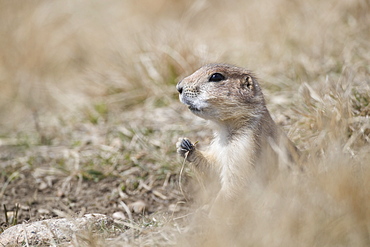 Black-Tailed Prairie Dog (Cynomys ludovicianus), Grasslands National Park, Saskatchewan, Canada