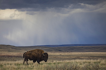 Bison (bison bison) walking in the prairies, Grasslands National Park, Saskatchewan, Canada