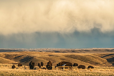 Bison in Grasslands National Park, Saskatchewan, under a stormy sky, Val Marie, Saskatchewan, Canada