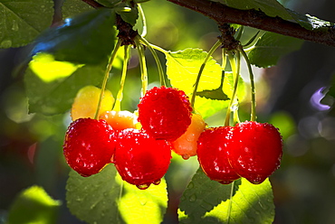 Close-up of a cluster of cherries on the tree with water droplets, Calgary, Alberta, Canada