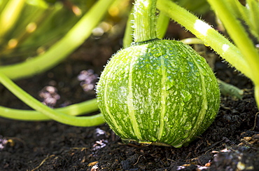 Close-up of a round green squash on the vine in the garden with water droplets, Calgary, Alberta, Canada