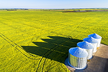 Aerial view of large metal grain bins in a green field of canola with long dramatic shadows across the field and blue sky, East of Calgary, Alberta, Canada