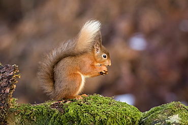 Red Squirrel (Sciurus vulgaris) eating from it's hand while standing on a moss covered rock, Dumfries and Galloway, Scotland