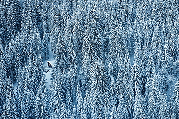 A dense coniferous forest covered in snow with a snowmobile parked in a small clearing, Laax, Switzerland