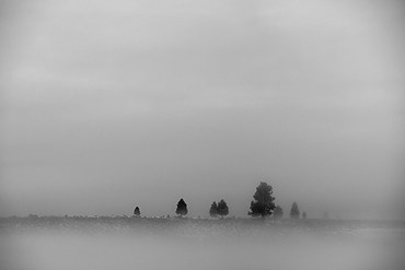 A landscape in fog scattered with a few trees and dense cloud in the sky, California, United States of America