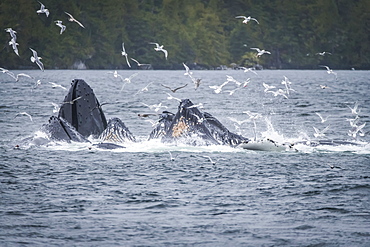 Whales breaching off the coast with a flock of seagulls flying around over the surface of the water. Whale watching tour with Prince Rupert Adventure tours, Prince Rupert, British Columbia, Canada