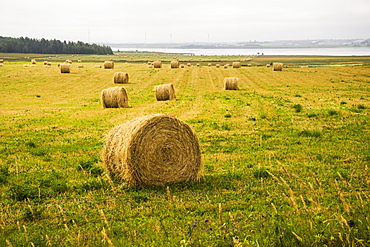 Hay bales scattered on a field along the coast, Prince Edward Island, Canada