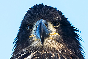 Close-up of an immature Bald Eagle (Haliaeetus leucocephalus), just fledged from nest, Yukon, Canada