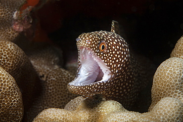 A close-up underwater view of a Whitemouth Moray eel (Gymnothorax meleagris), Wailea, Wailea, Maui, Hawaii, United States of America