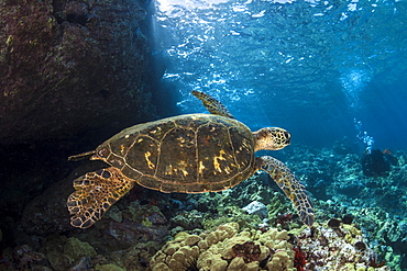 An underwater view of a Hawaiian Green Sea Turtle (Chelonia mydas), Makena, Maui, Hawaii, United States of America