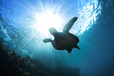 An underwater view of a Hawaiian Green Sea Turtle (Chelonia mydas), Makena, Maui, Hawaii, United States of America