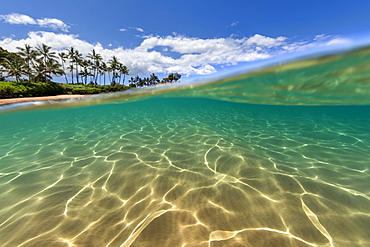 Split view of the palm trees along the coastline and underwater, Maui, Hawaii, United States of America