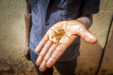 A hand holding flying ants, Gulu, Uganda