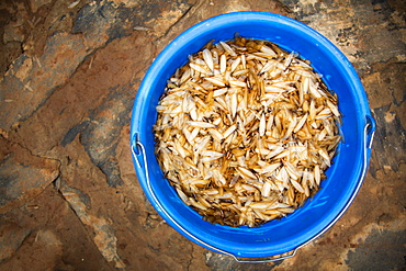 A blue pail full of White ants (Isoptera), Gulu, Uganda