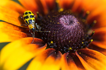 A Cucumber Beetle (Diabrotica undecimpunctata) explores a Black-eyed Susan (Rudbeckia hirta) in a flower garden, Astoria, Oregon, United States of America