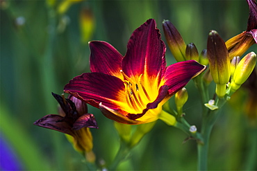 A Daylily (Hemerocallis) blooms in a flower garden, Astoria, Oregon, United States of America