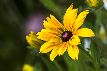 Black-eyed Susan (Rudbeckia hirta) blooms in a flower garden, Astoria, Oregon, United States of America