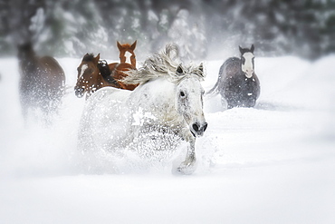 Horses running through a field of deep snow, Montana, United States of America