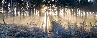 Sunbeams shine through trees to a frosty ground, Surrey, England