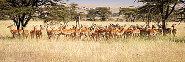 Panorama of female impala (Aepyceros melampus) standing in grass, Maasai Mara National Reserve, Kenya