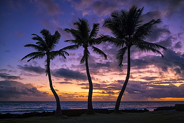 Sunrise over the ocean with three palm trees in the foreground, Waikiki, Oahu, Hawaii, United States of America