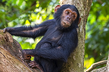 Young Chimpanzee (Pan troglodytes) resting in a tree in Mahale Mountains National Park on the shore of Lake Tanganika, Tanzania