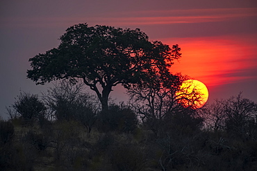 Sun sets behind a tree in Ruaha National Park, Tanzania