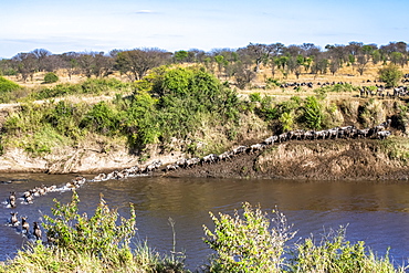 Herd of Wildebeest (Connochaetes taurinus) crossing the Mara River and climbing out on the far bank in Serengeti National Park, Tanzania